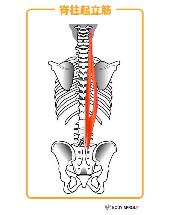 脊柱起立筋の図